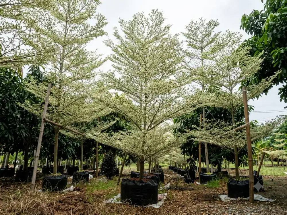 Jual Pohon Ketapang Kencana Variegata Mewah Berbagai Macam Ukuran