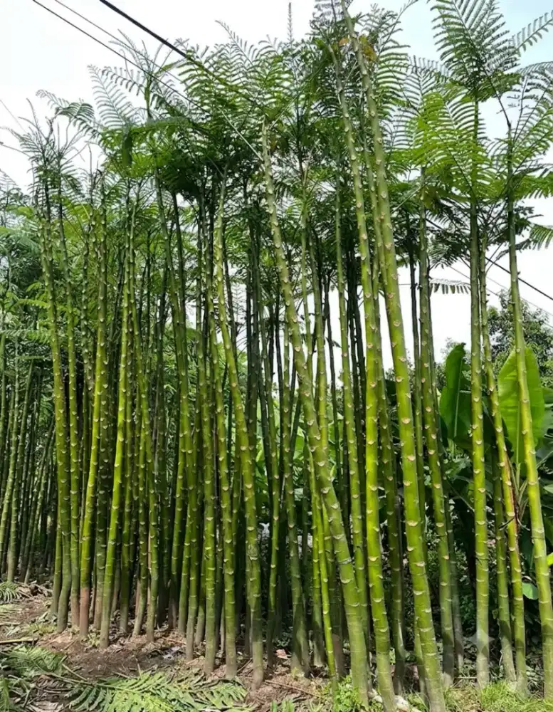Jual Pohon Pakis Brazil Solobium Mewah