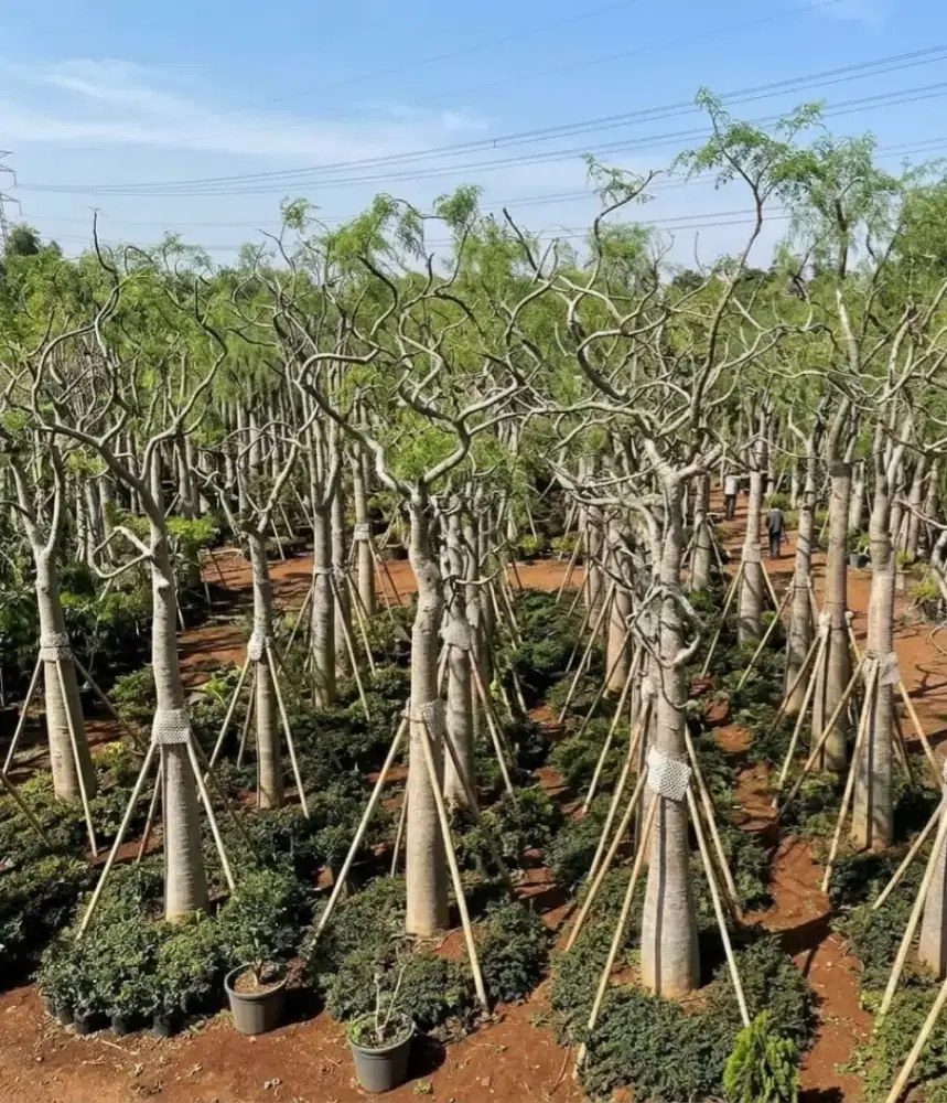 Jual Pohon Kelor Afrika Moringa Mewah Berbagai Macam Ukuran