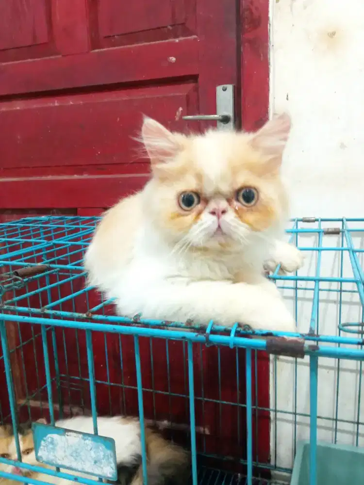 kucing peaknose mumer
