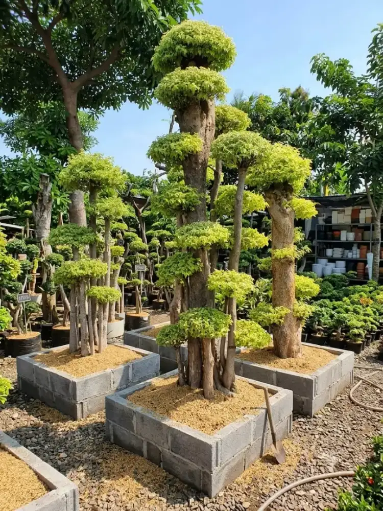 Jual Pohon Bonsai Anting Putri Mewah Cocok Ditaman Rumah Sultan