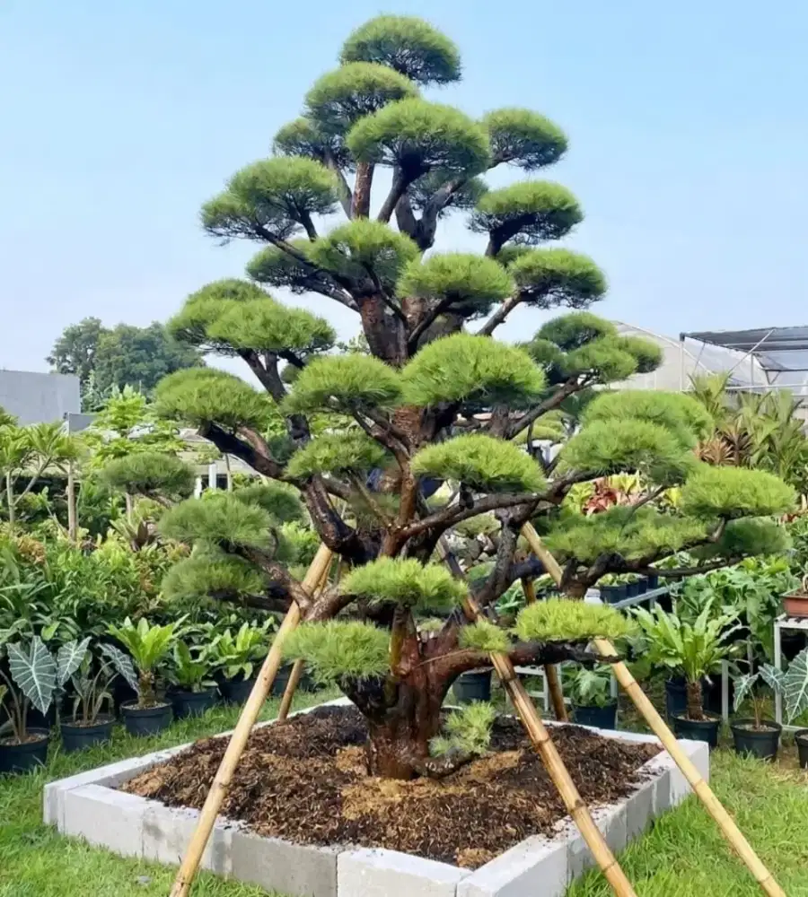 Jual Pohon Bonsai Cemara Udang Mewah Cocok Ditaman Rumah Sultan