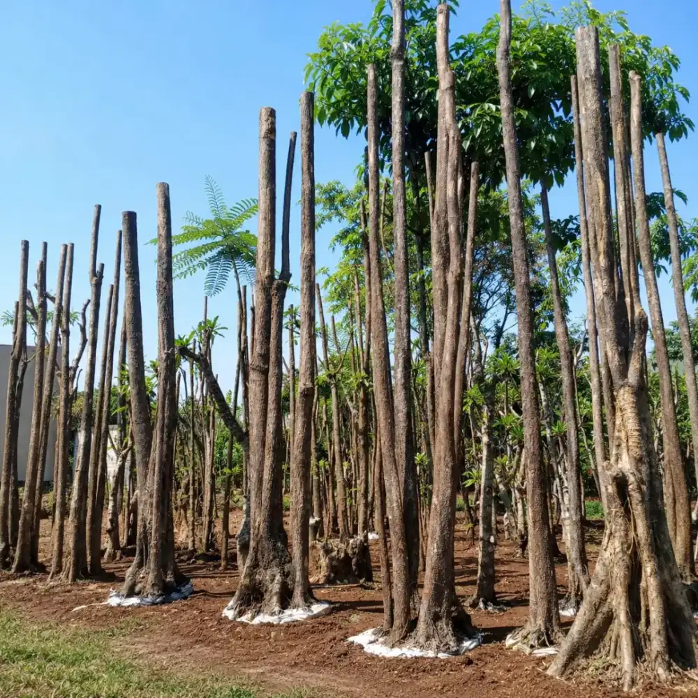 Jual Pohon Pule Gruping maupun tunggal berbagai macam ukuran