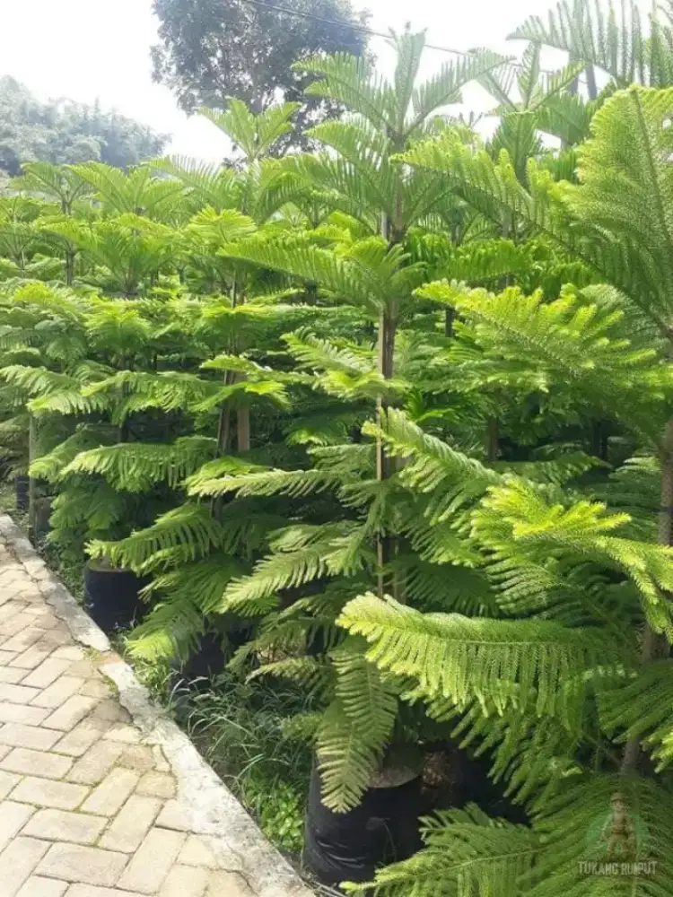 Jual Pohon Cemara Norfolk Berbagai Macam Ukuran