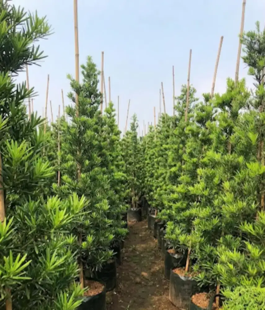 Jual Pohon Lohansung Hijau Berbagai Macam Ukuran