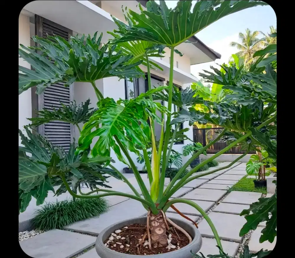 Jual Pohon Philo Jari Dendrum Besar berbagai macam ukuran