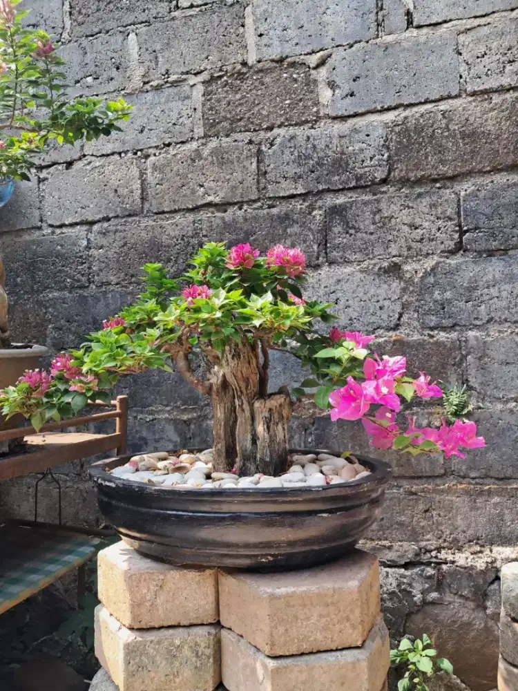 Bonsai Bougenville