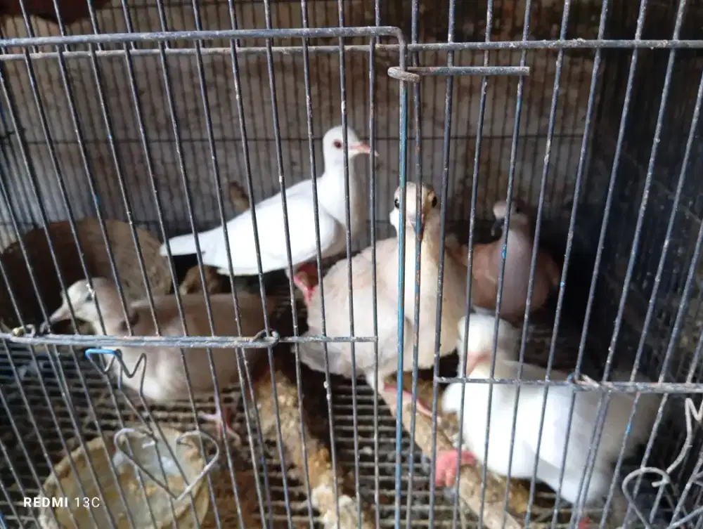 Anakan burung puter hias
