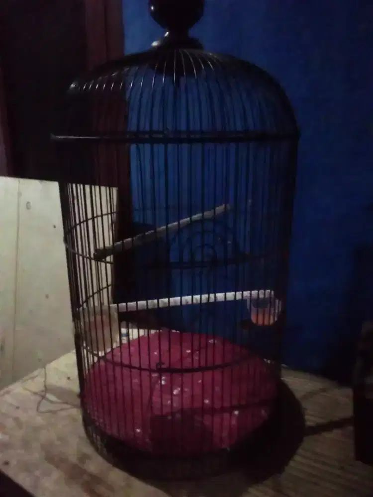 Kandang love bird 2