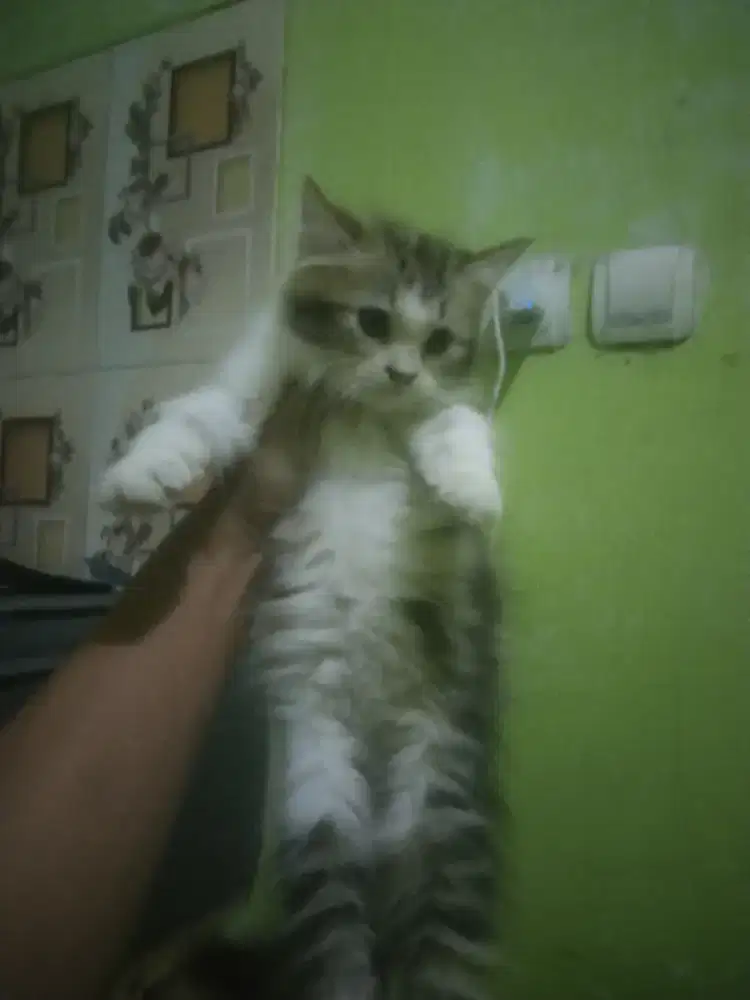 Kucing Persia Calico  jenis kelamin betina