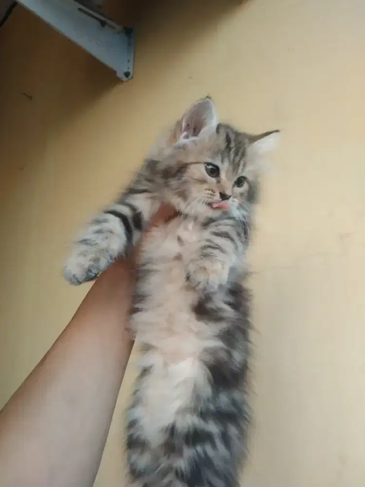Persia longhair 3 bulan. Betina
