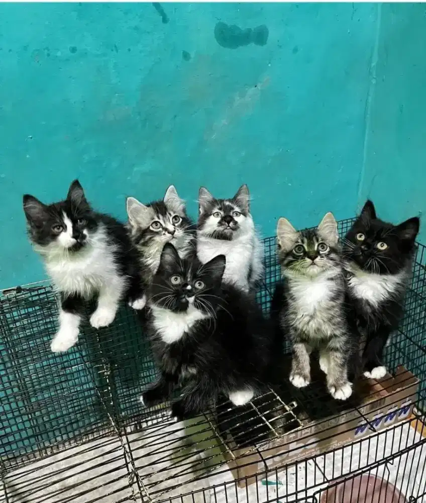 Kitten persia medium usia 2,5 bulan ada 6 ekor