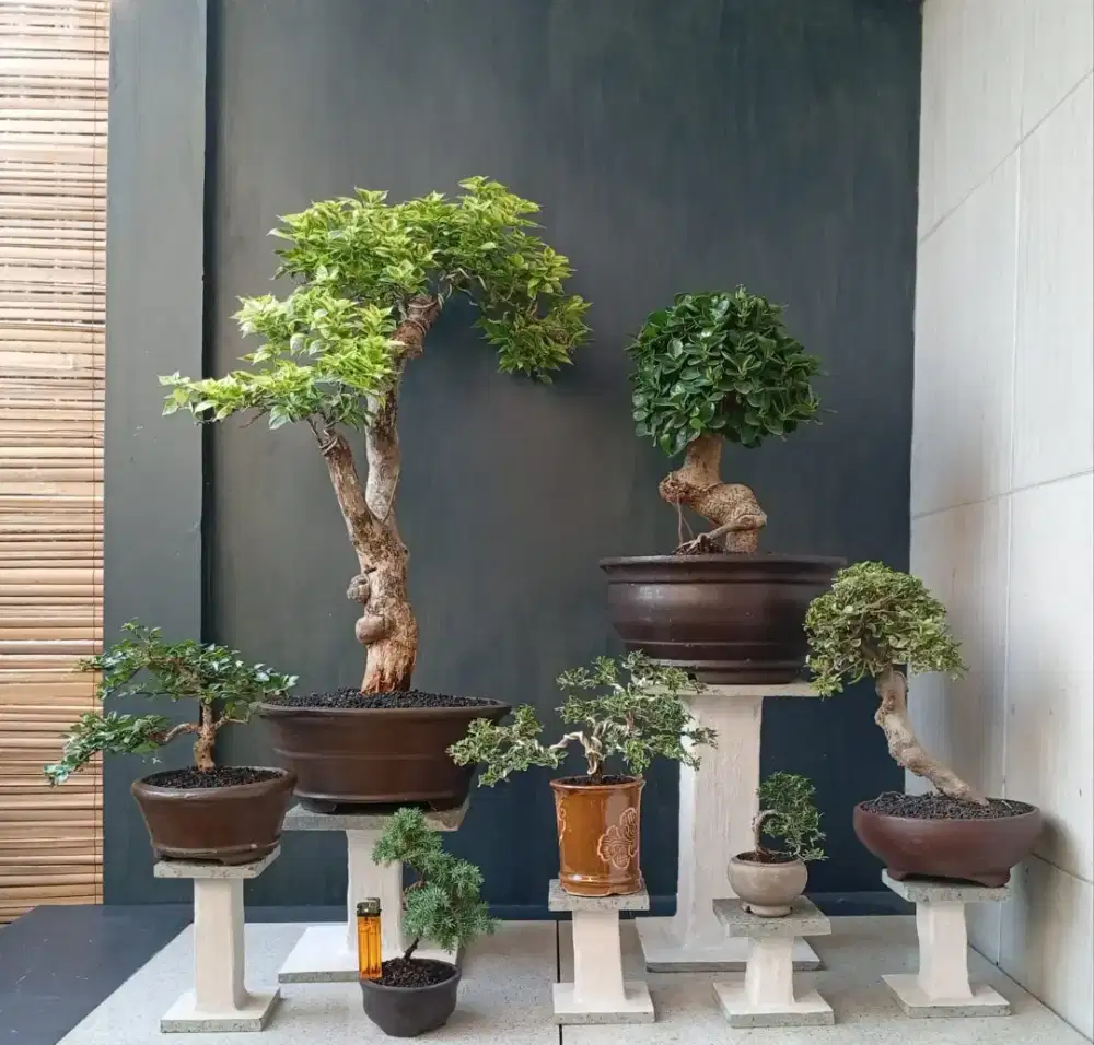 Paketan bonsai murah siap pajang
