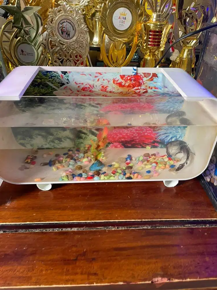 aquarium ikan baru 5 hari beli