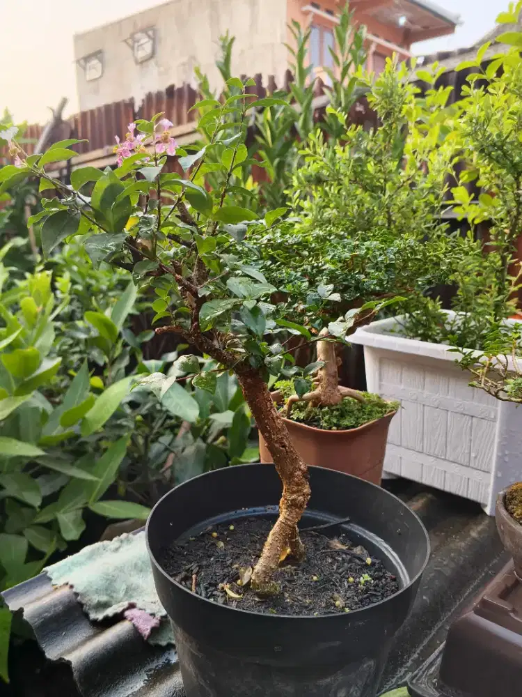 Sakura Micro Berbunga