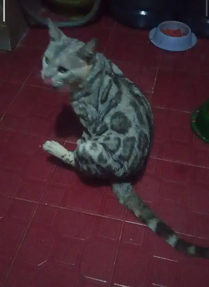 Silver rosette jantan