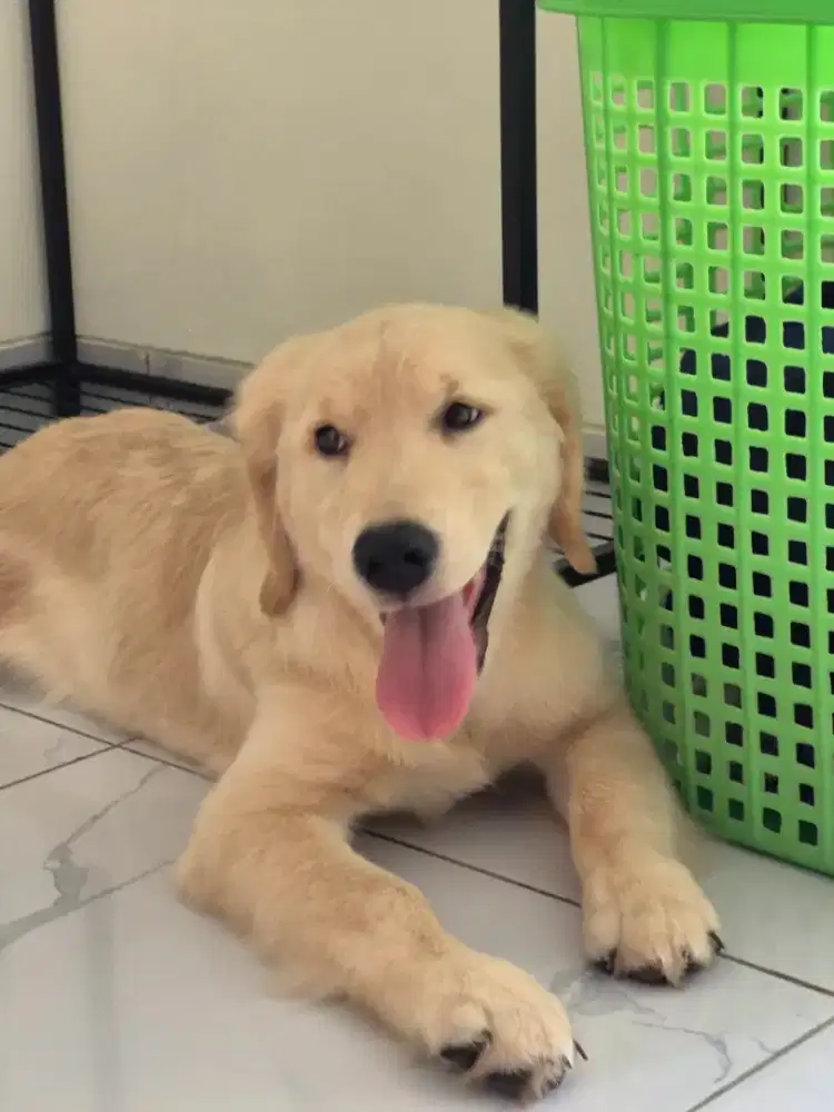 Jual Anak Golden Retriever