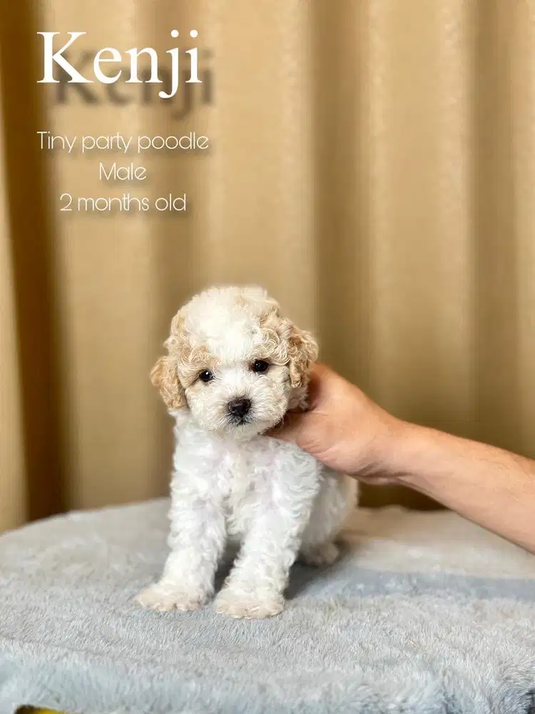Tiny party poodle