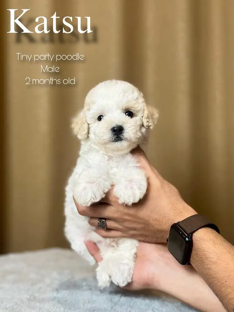 tiny party poodle