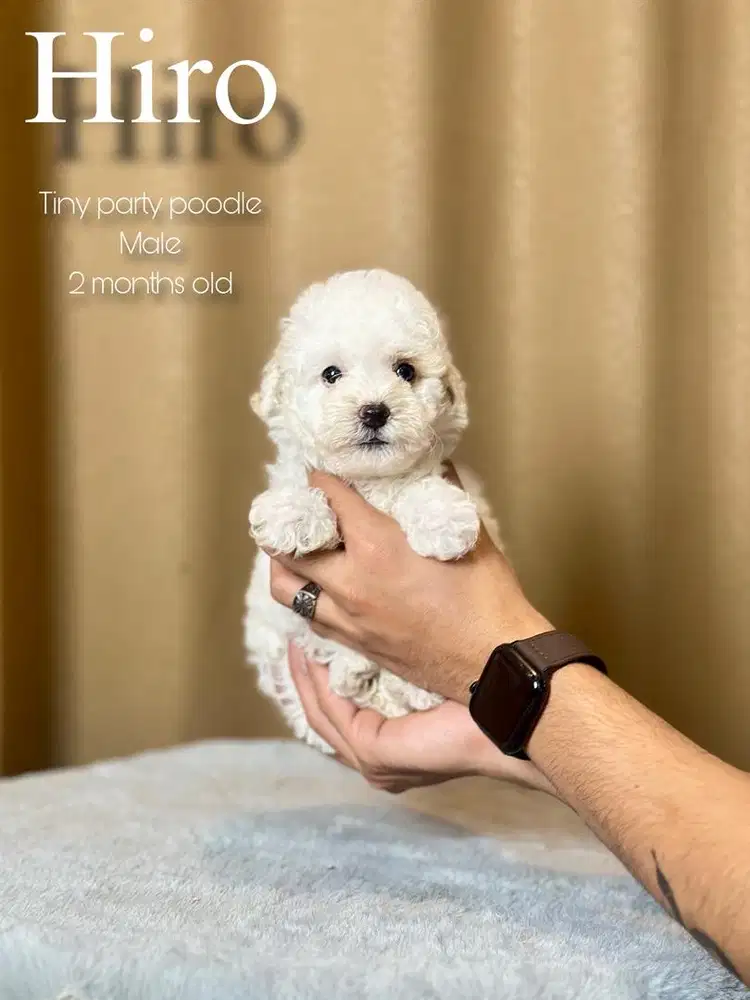tiny party poodle