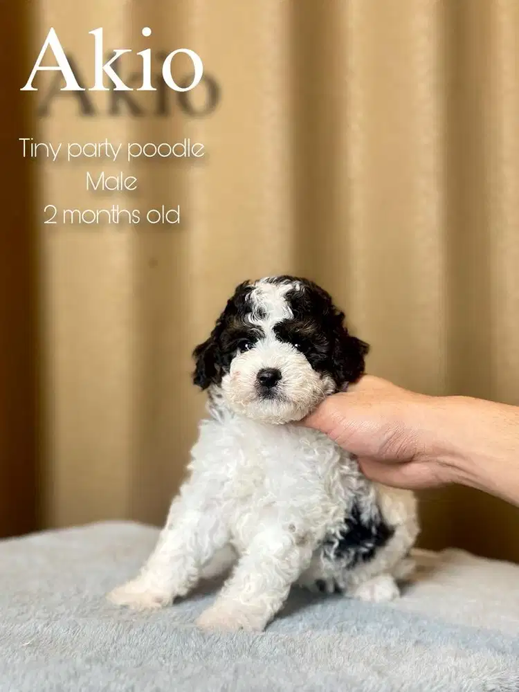 Tiny party poodle