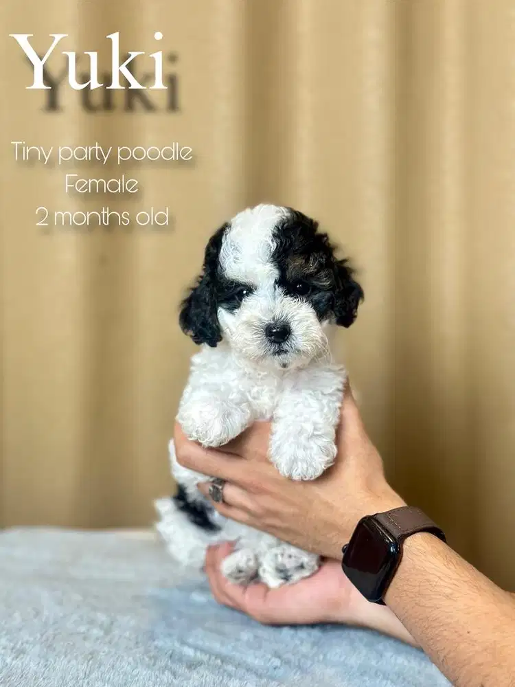 Tiny party poodle