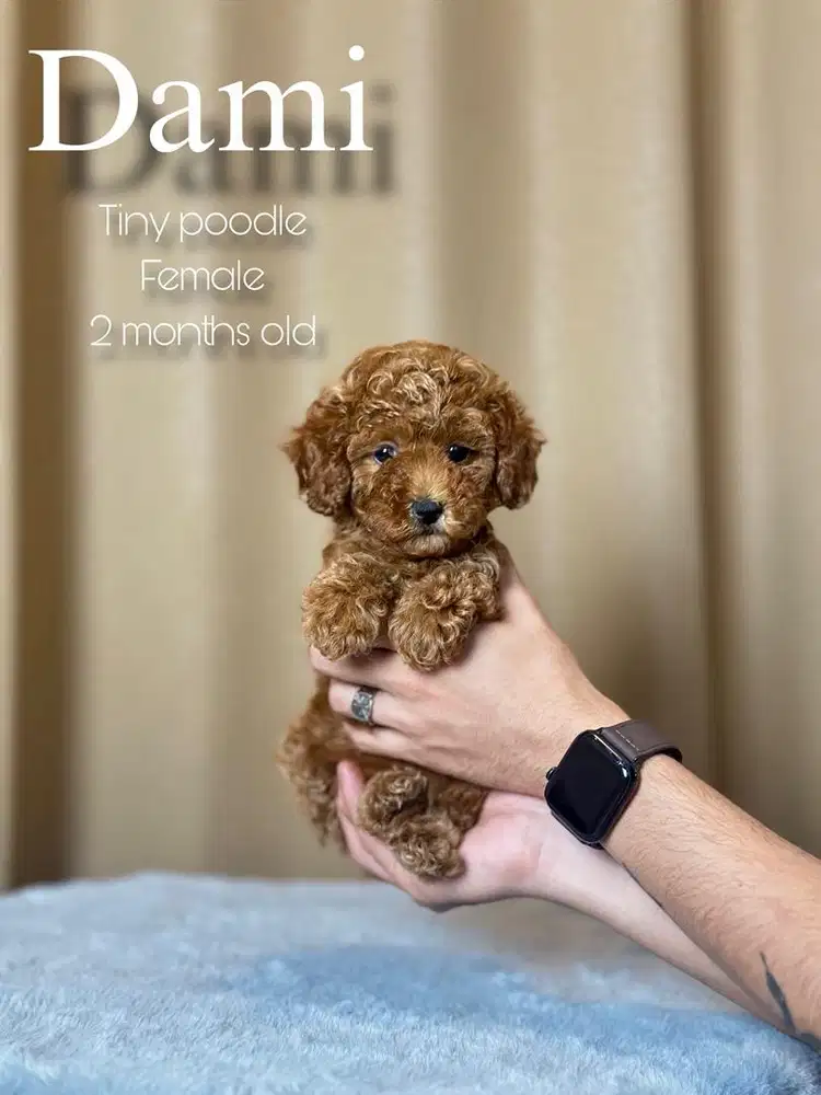 Tiny red poodle