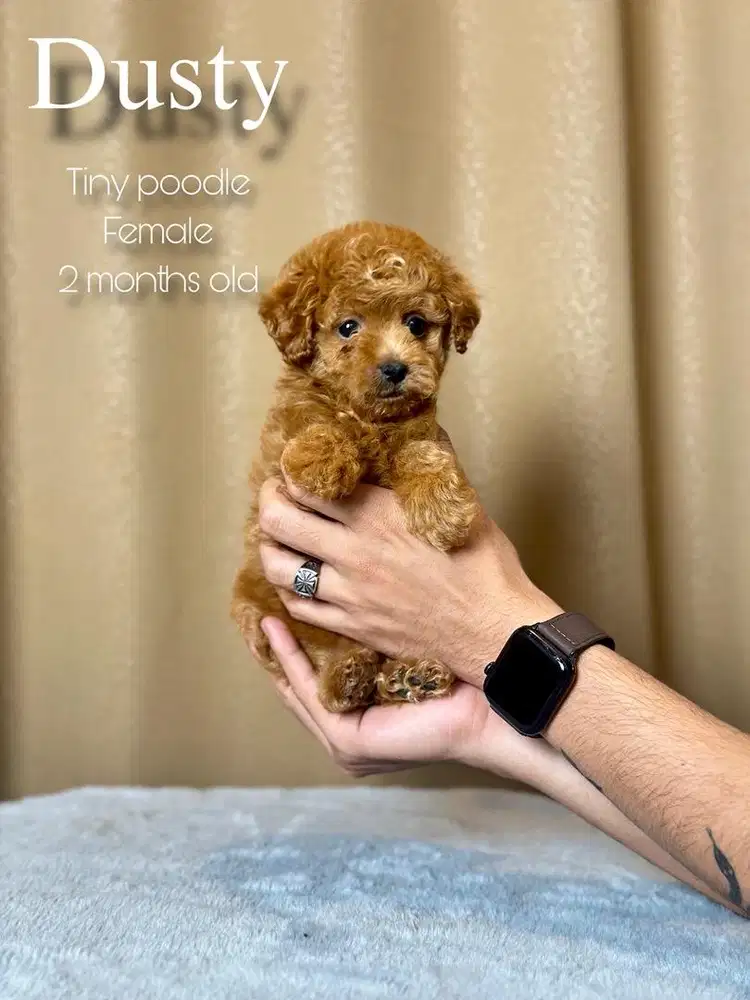 tiny red poodle