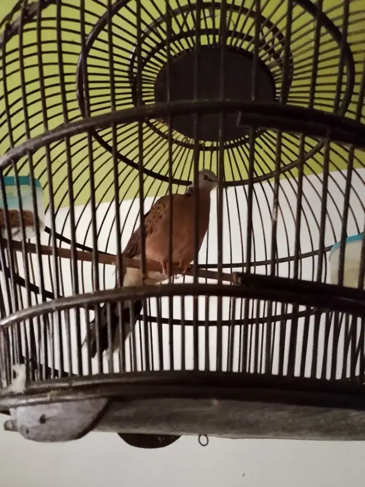 Tekukur atau derkuku kuk 3.