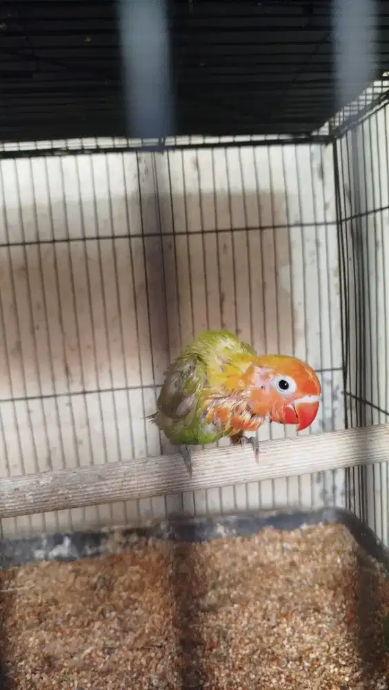 Anak lovebird lolohan umur 2 bln jalan