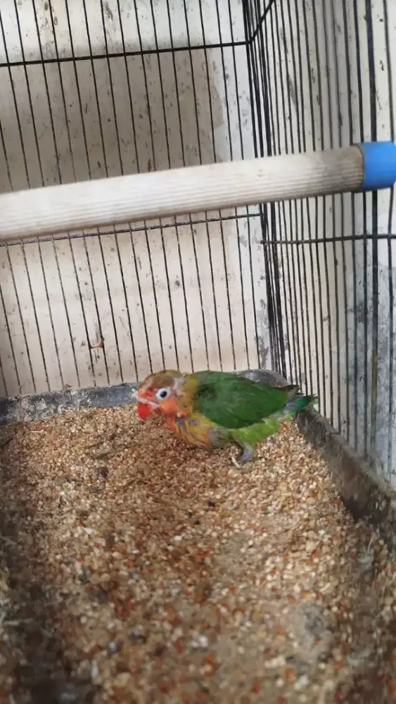 Dijual anak lolohan lovebird umur 2 bulan jalan
