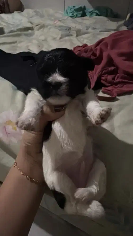 Anjing pudel mix