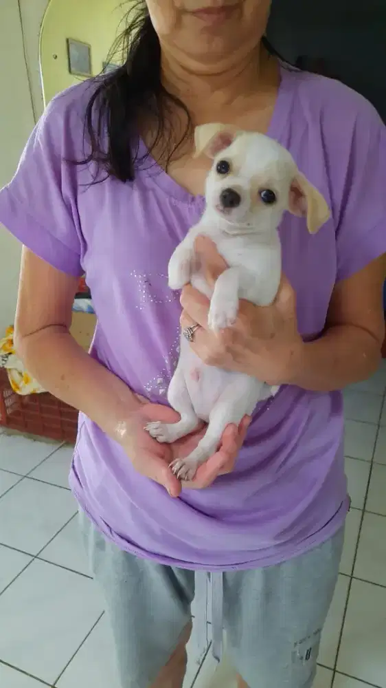 Asli Anak Mini Chihuahua