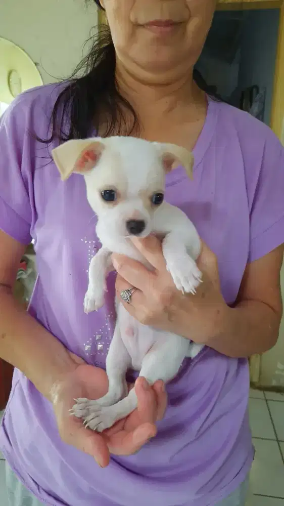 Anak Anjing Mimi Chihuahua PURE