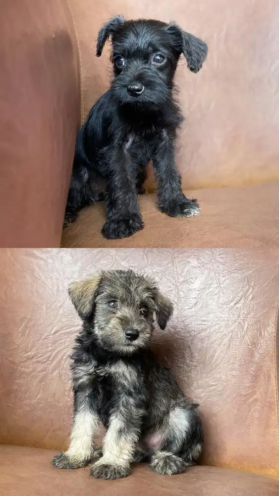 ANAK ANJING SCHNAUZER
