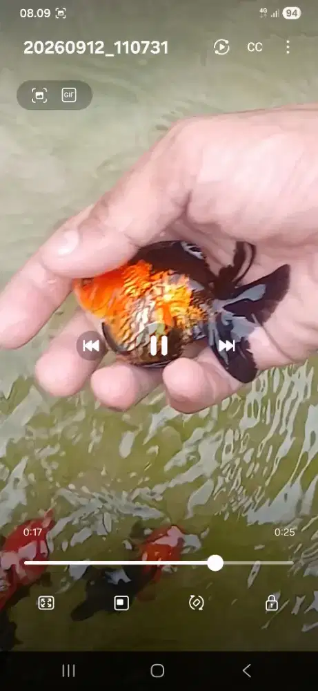 Ikan  mas koki uk 3 jari