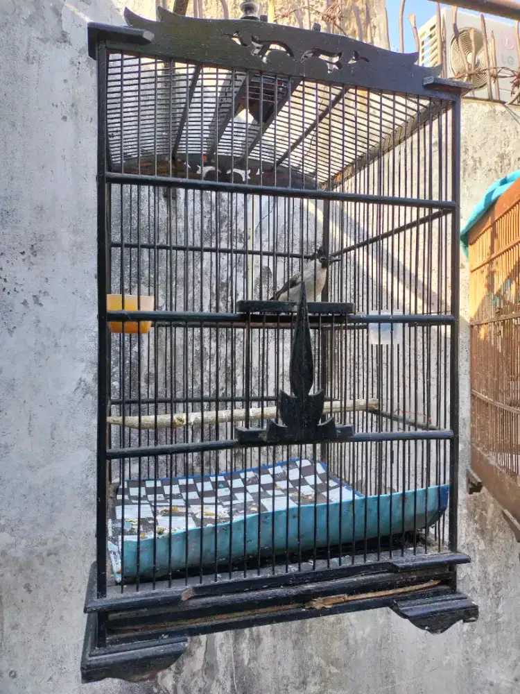 Burung Kutilang Biasa Jinak