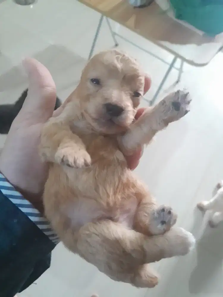 Toy Poodle / Tiny Poodle