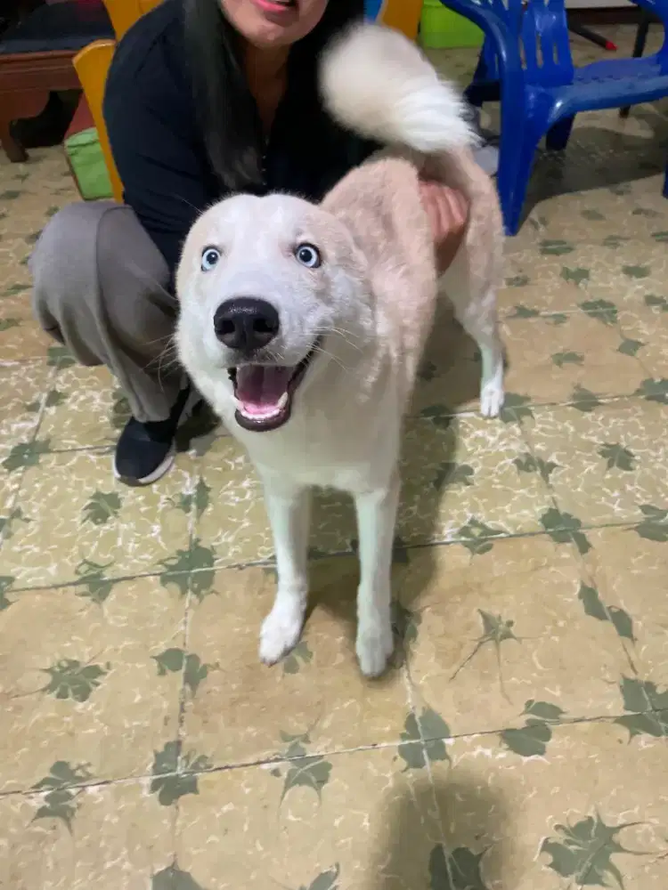pure husky blue eyes
