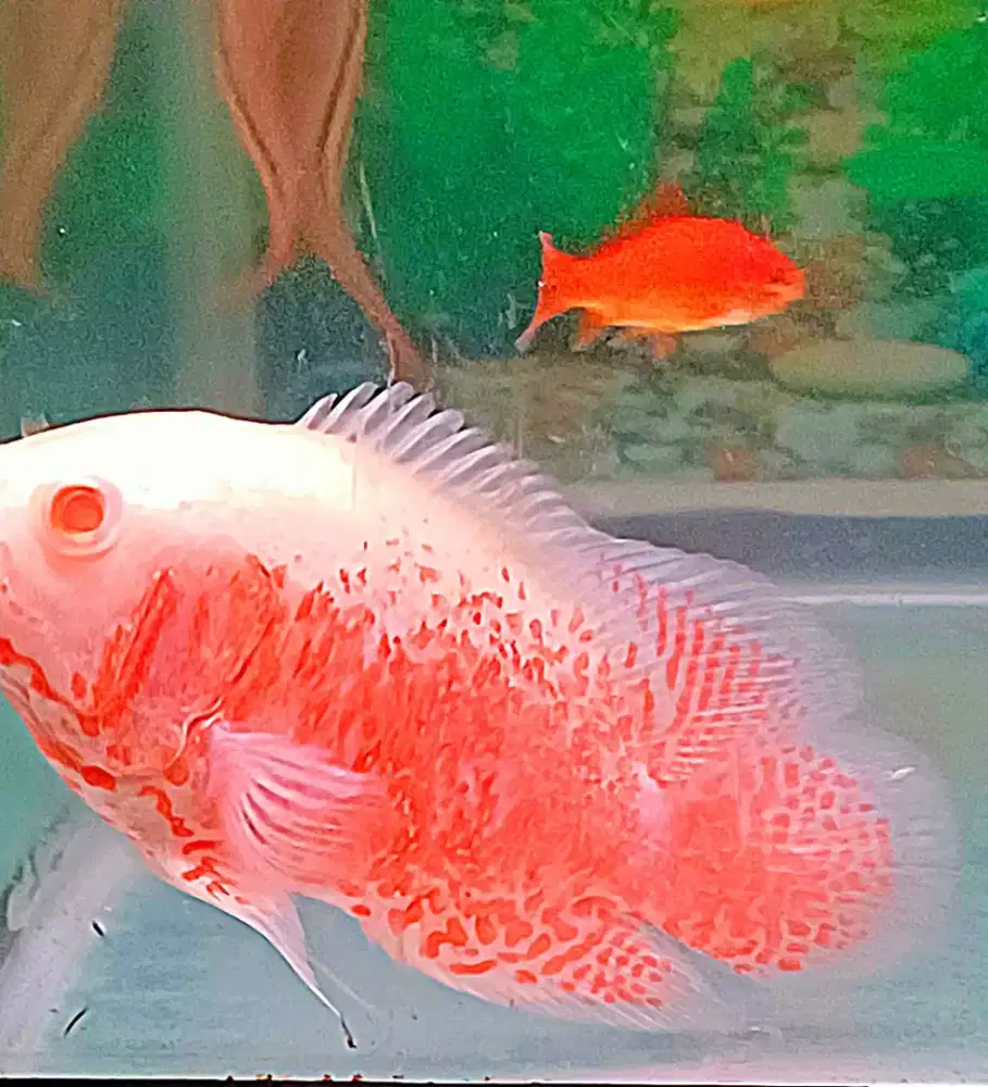 10 ekor ikan oscar albino thailand besar