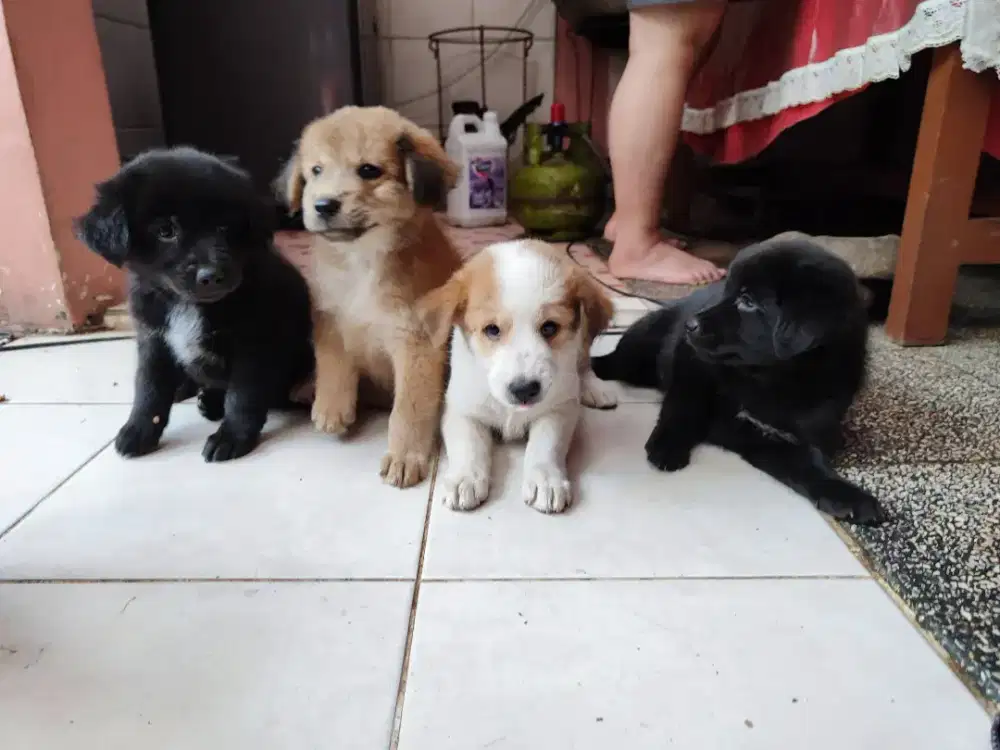 Anak Anjing mix lokal