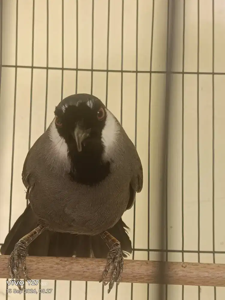 Burung poksay Gacor