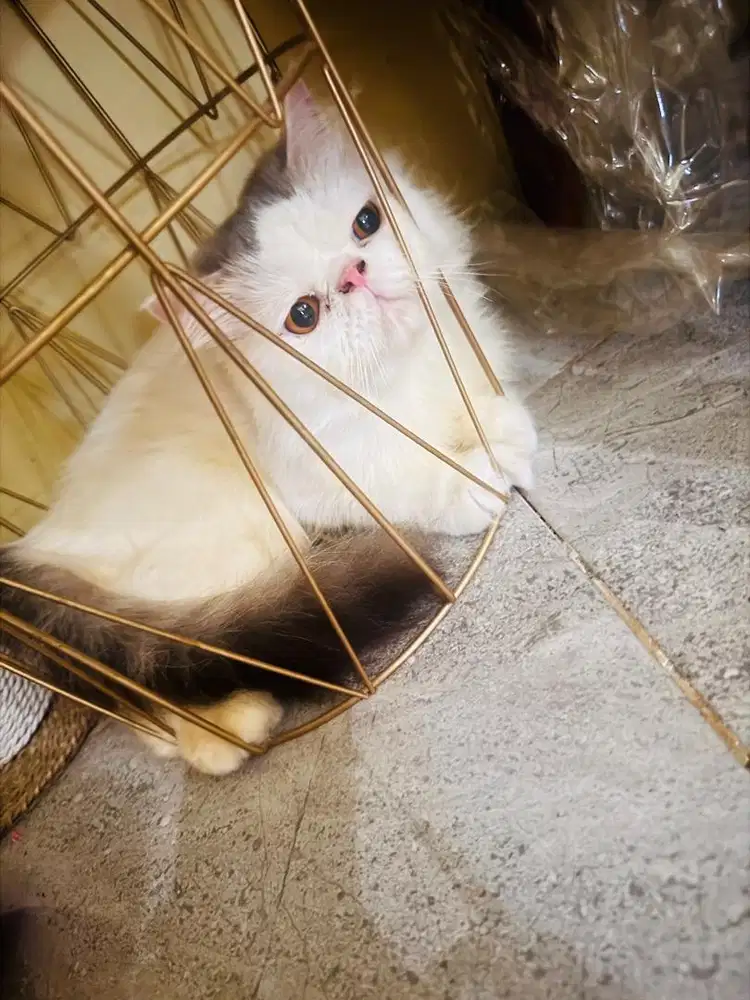 Lepas adop kucing peaknose, nego