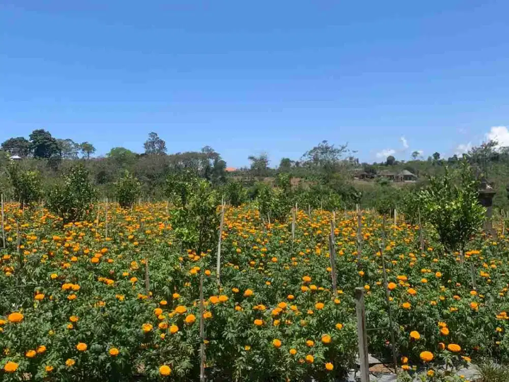 Tanah Kebun 5.000 m² di Tambakan Buleleng dengan View Gunung, SHM