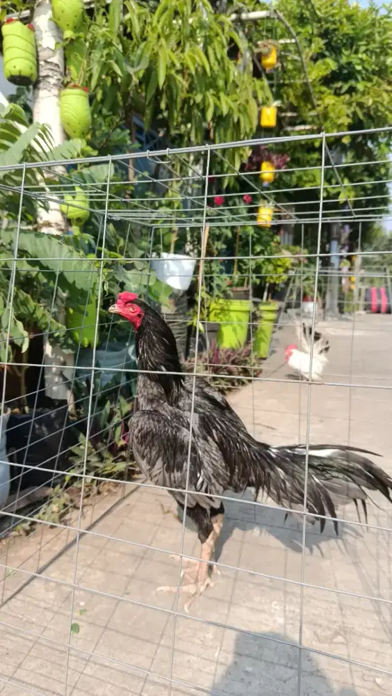 AYAM BK KELABU USIA 6 BULAN