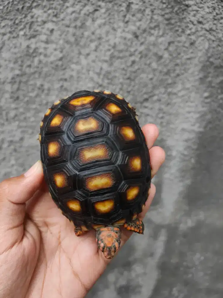 kura darat Cherry head 6,5-8,5cm kepala pedes