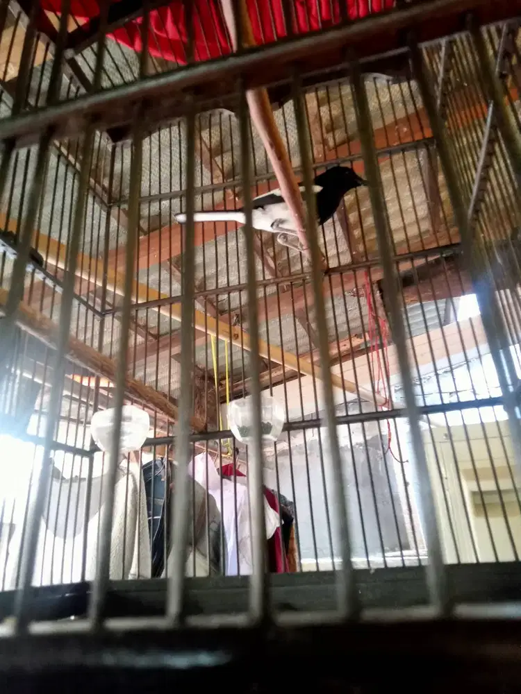 Jual bosen burung Kacer Dahit