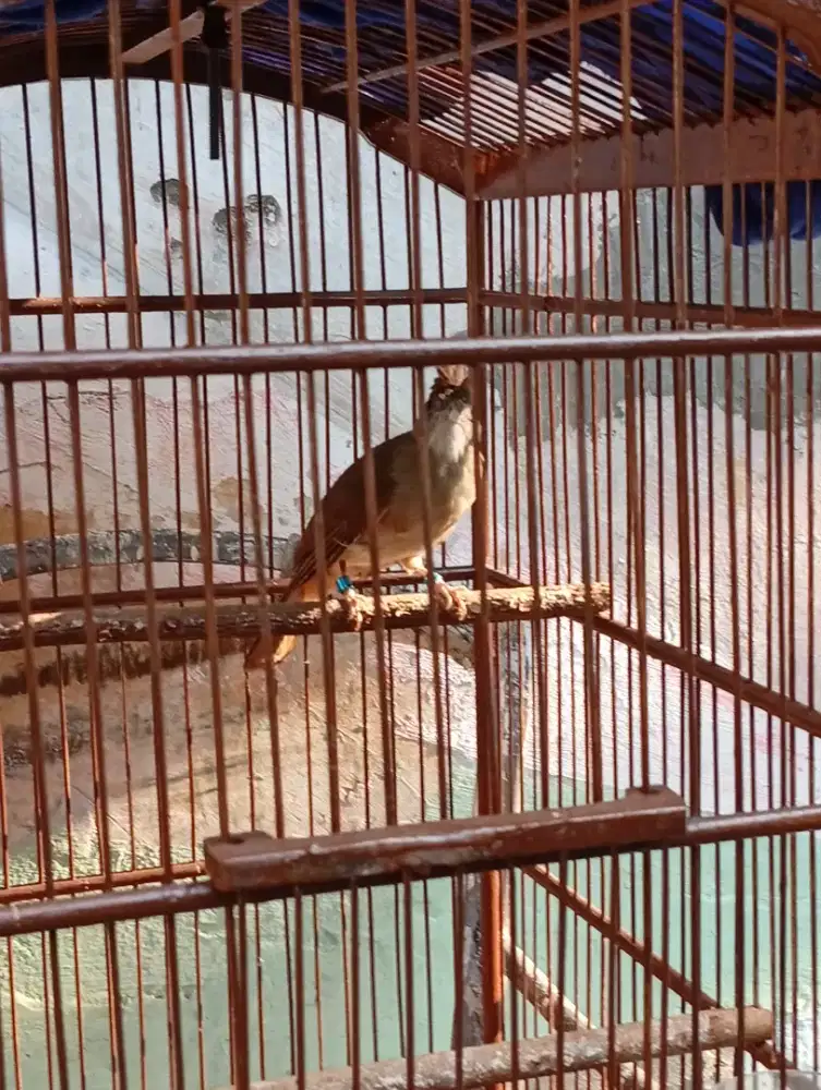 Burung  kapas tembak gacor