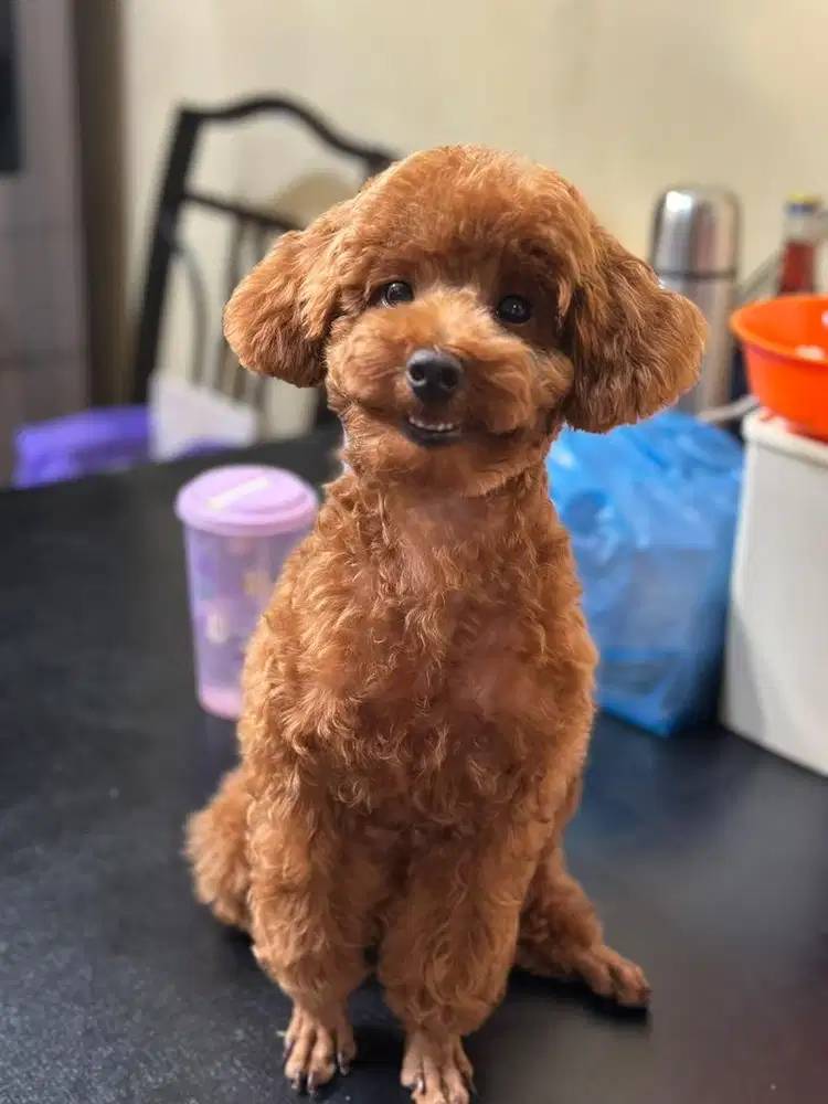 RED POODLE TEA CUP