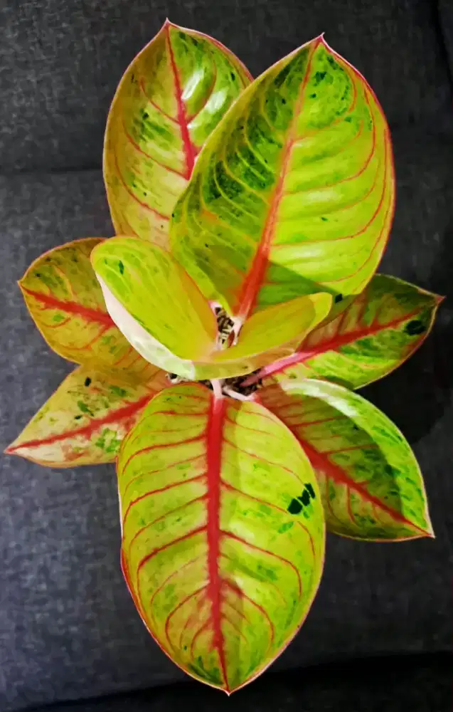 Tanaman Hias Aglonema